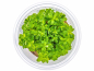 Preview: Indischer Rotala - Rotala indica in vitro